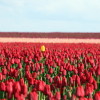 yellow_tulip yellow_tulip