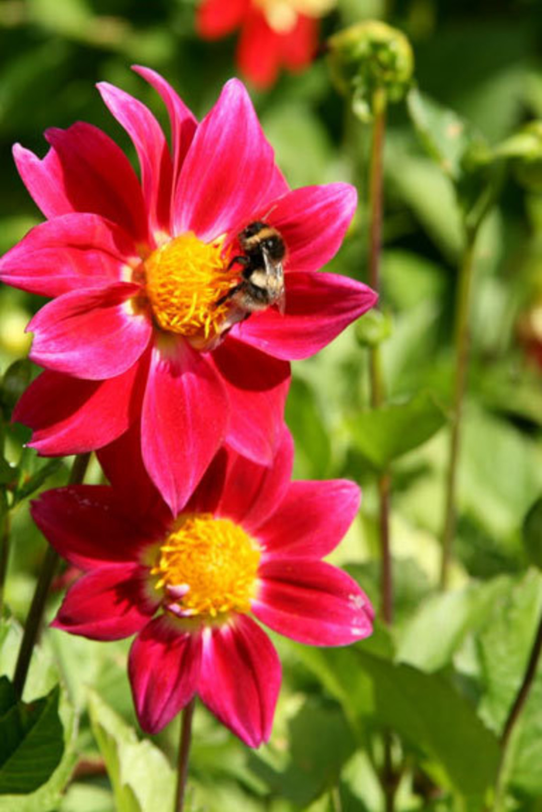 How To Resize Image By Aspect Ratio Cloudinary Support
