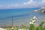 beach flowers