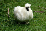 White Chicken