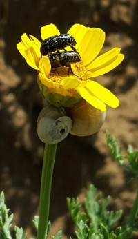 Bugs in a flower photo - Original Bugs in a flower photo - Original