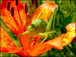 Flower and grasshopper