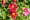 Sample image resized to 30x20 displayed in a 300x200 tag