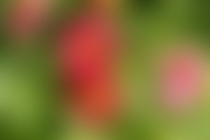 Sample image with blur effect applied