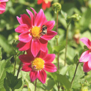 Sweet Leaf Edibles logo