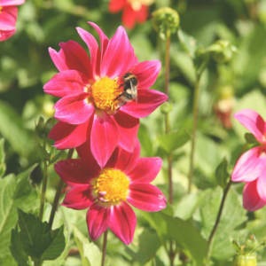 Hill Country Herbals logo