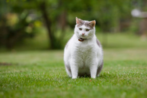 Uploaded fat cat photo