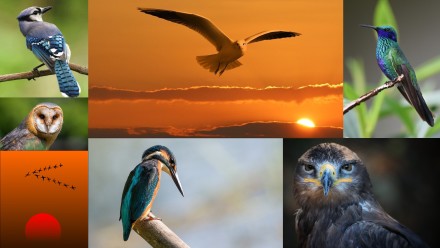 Image of several bird tiles Image of several bird tiles