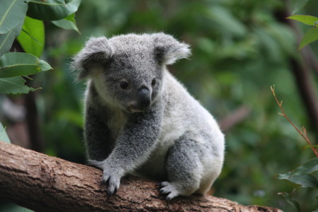 koala5.jpg koala5.jpg