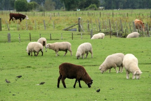 Original image of brown_sheep Original image of brown_sheep