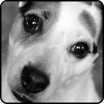 360x360 JPG thumbnail of dog.mp4 at 4 seconds 360x360 JPG thumbnail of dog.mp4 at 4 seconds