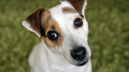 JPG thumbnail of dog.mp4 at 5.5 seconds JPG thumbnail of dog.mp4 at 5.5 seconds