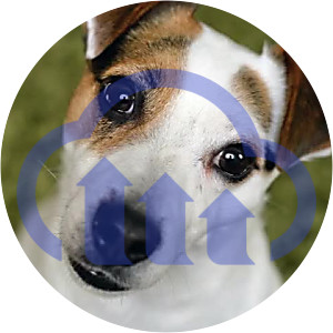 300x300 thumbnail of frame at 30% of dog.mp4 with watermark 300x300 thumbnail of frame at 30% of dog.mp4 with watermark