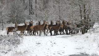 snow_deer