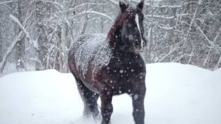 snow_horses