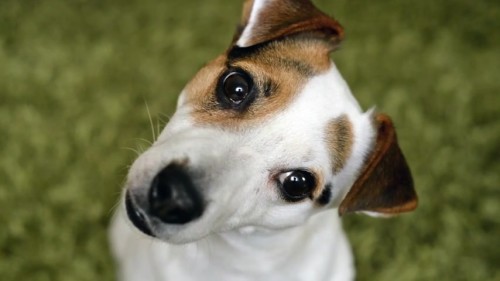 JPG thumbnail from dog.mp4 JPG thumbnail from dog.mp4
