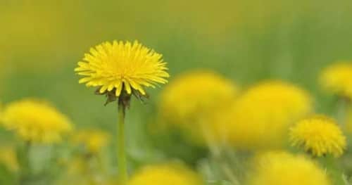 field of dandelions with one dandelion in sharp focus