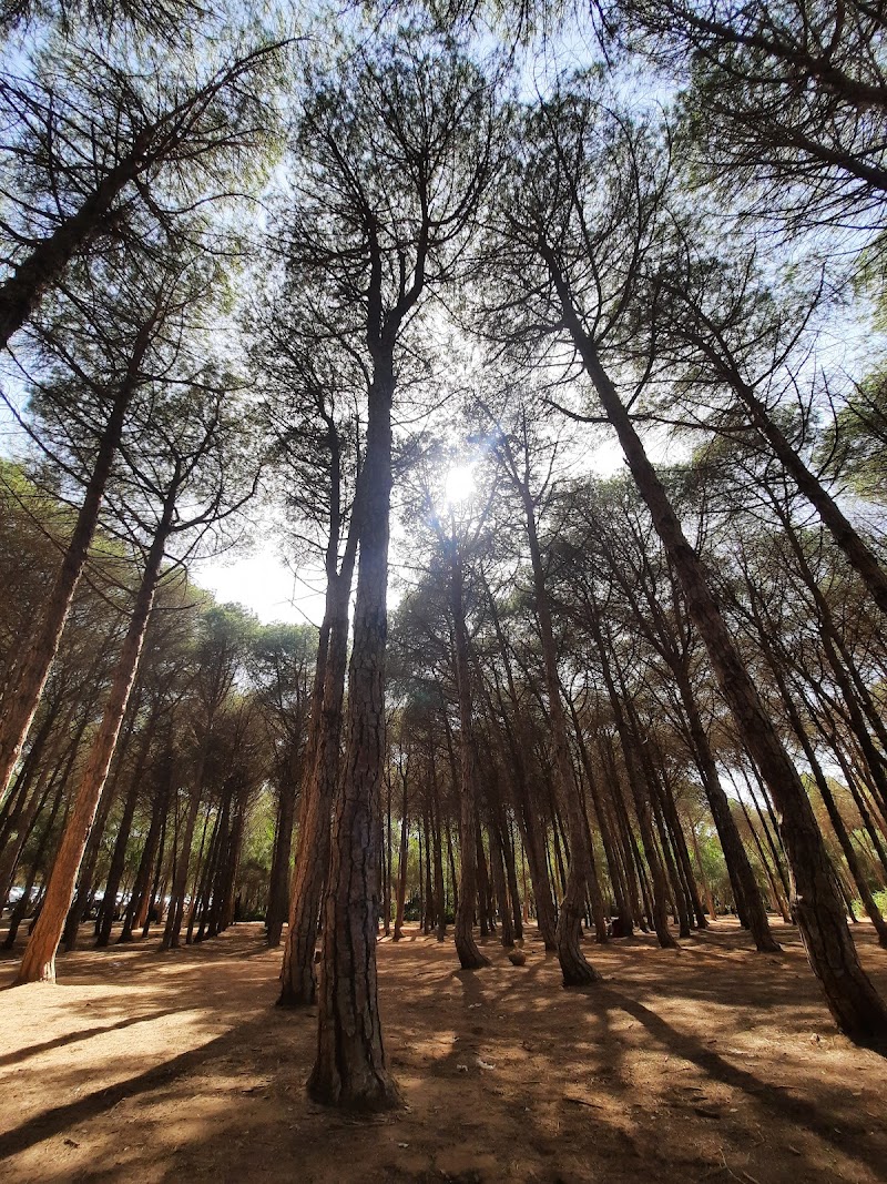 Forêt de Bouchaoui