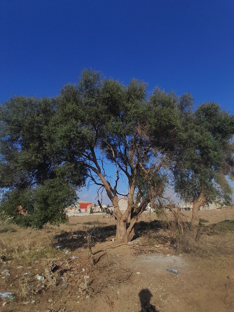 EL ZITONA