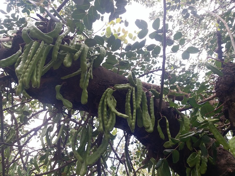 Sous-bois aux caroubes