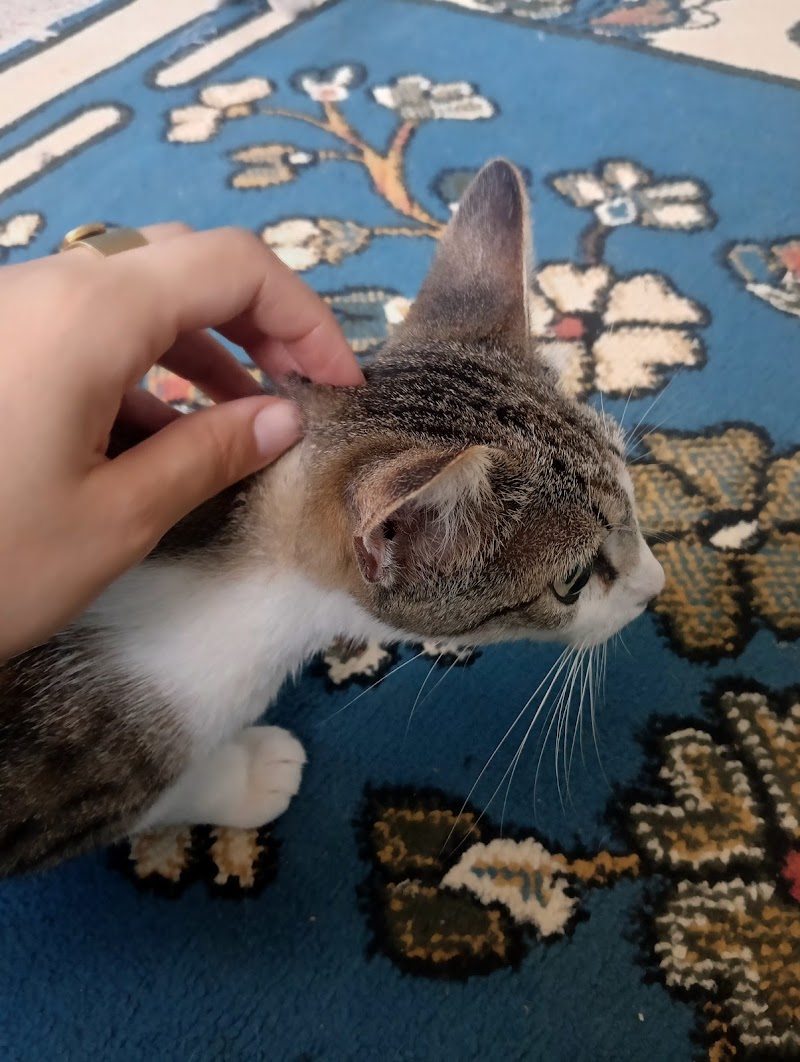 garderie hussein dey