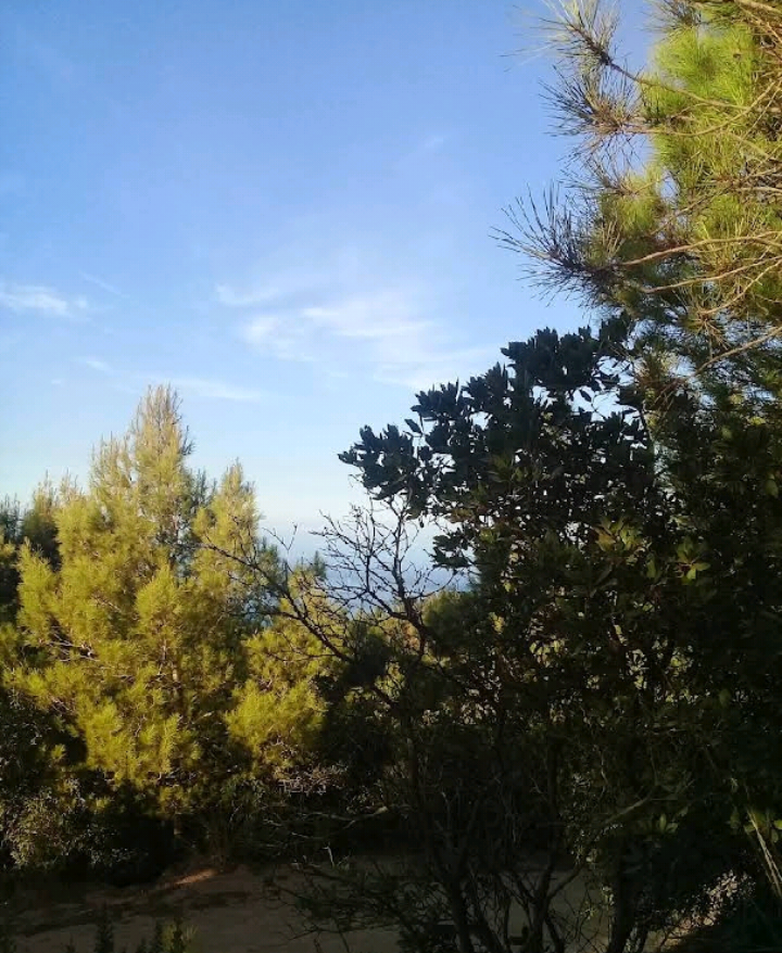 Paintball Bainem (AAP)