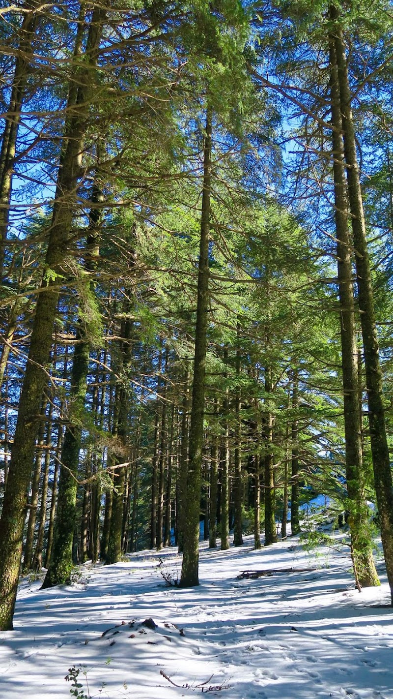 Les Montagnes de Chréa