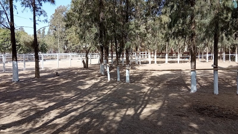 Club Hippique de la Mitidja