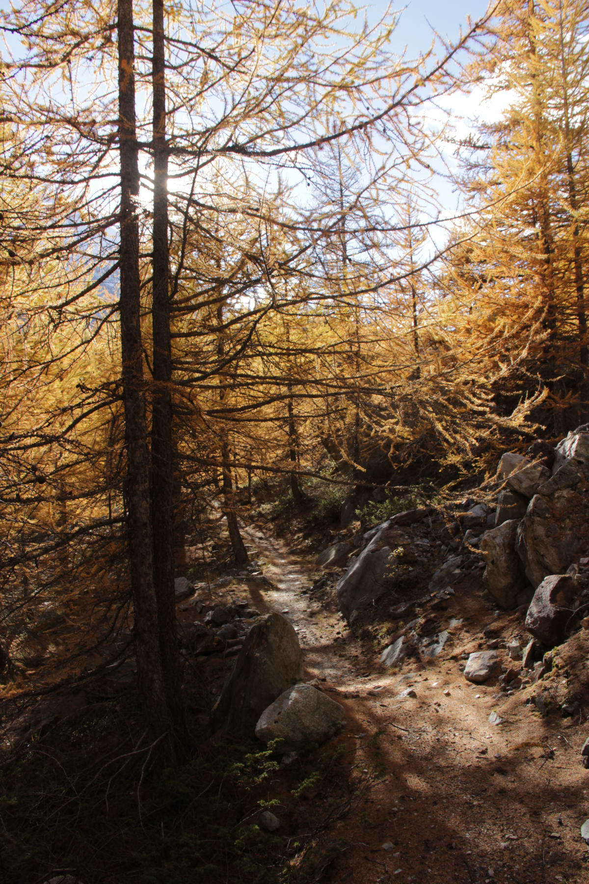 Larches holding the first hour.