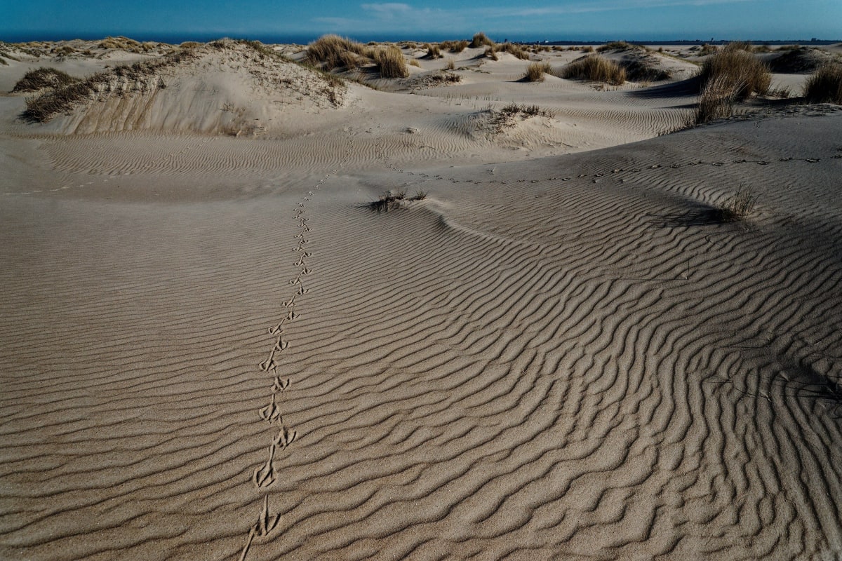 A camel track, three days old, straight as a sentence.