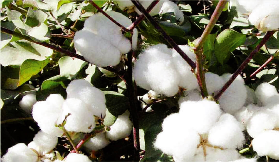 Brazilian Cotton Prices down as Trading Pace Slows Denim Innovation