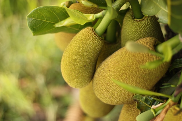 Jackfruit Paradise