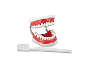 Overige Study Model Toothbrushing (incl. super-brush) img