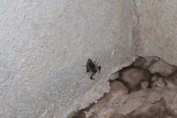 Tailess whip scorpion(non poisonous)