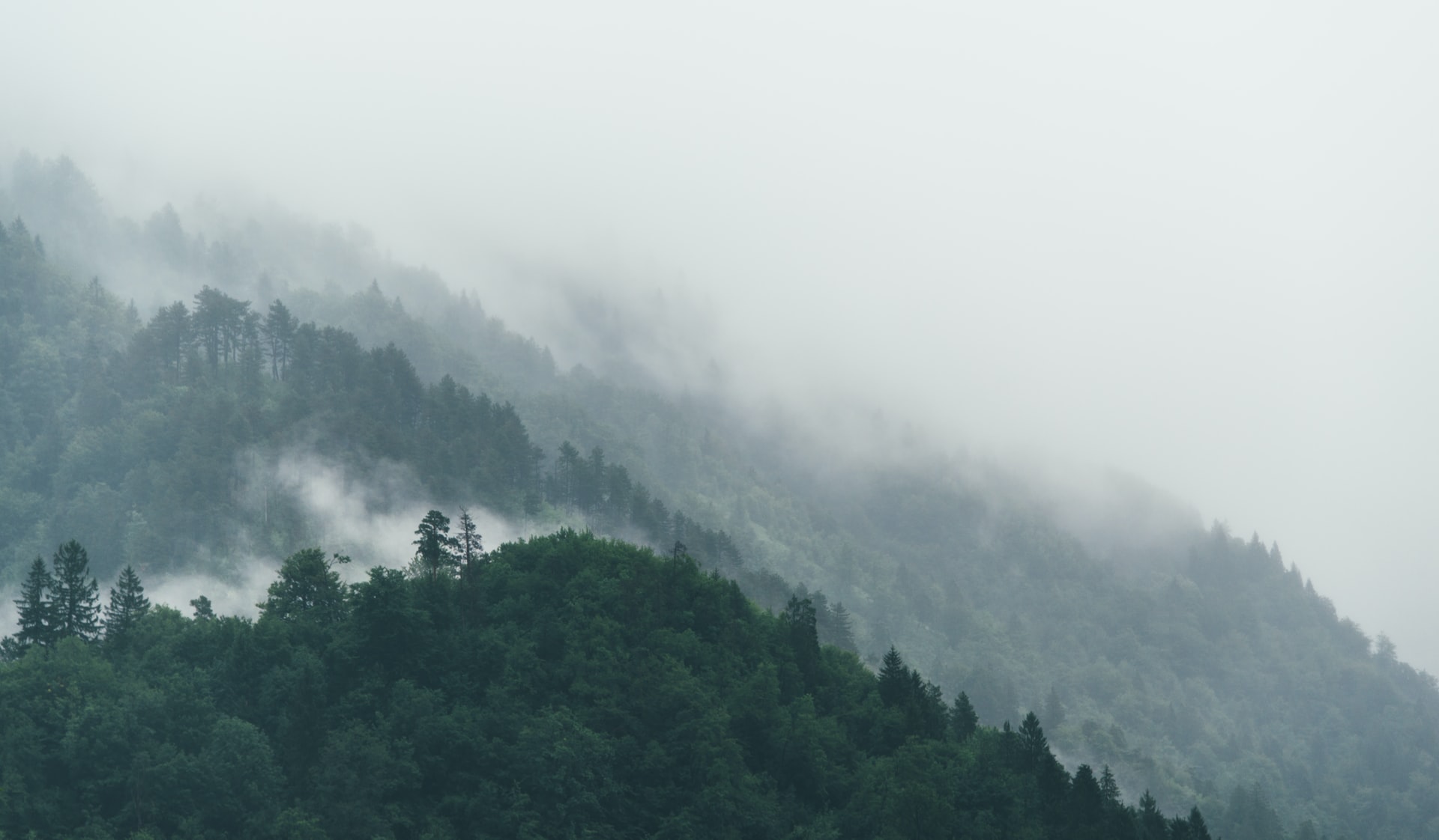 forest nature