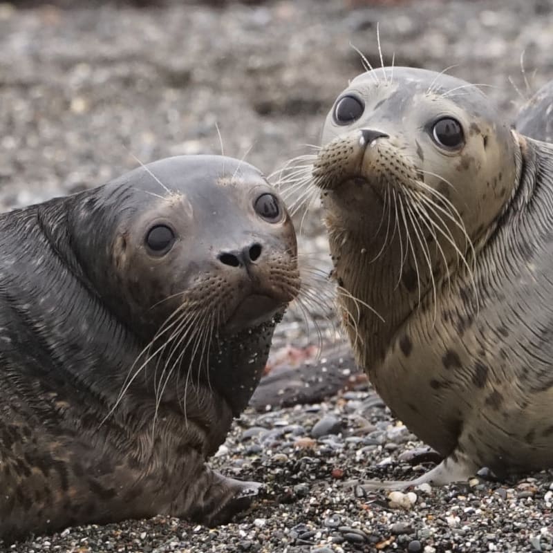 July 2nd Seal Release