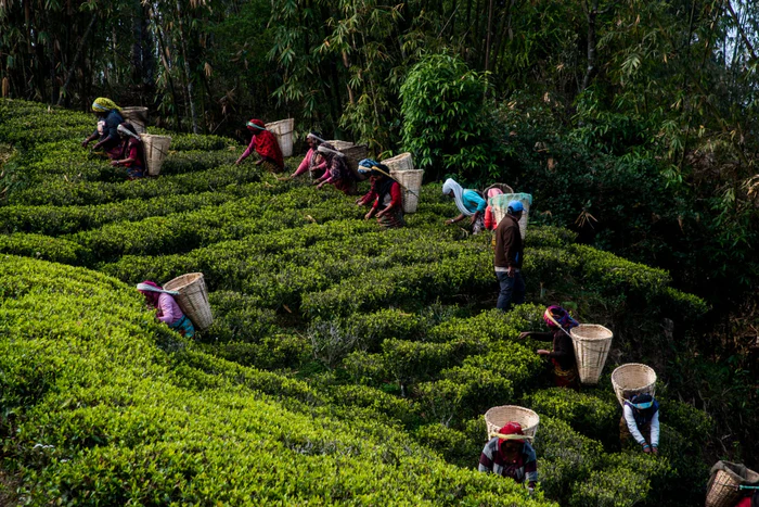 India’s New Tea Import Rules Threaten Nepal’s Key Export Sector