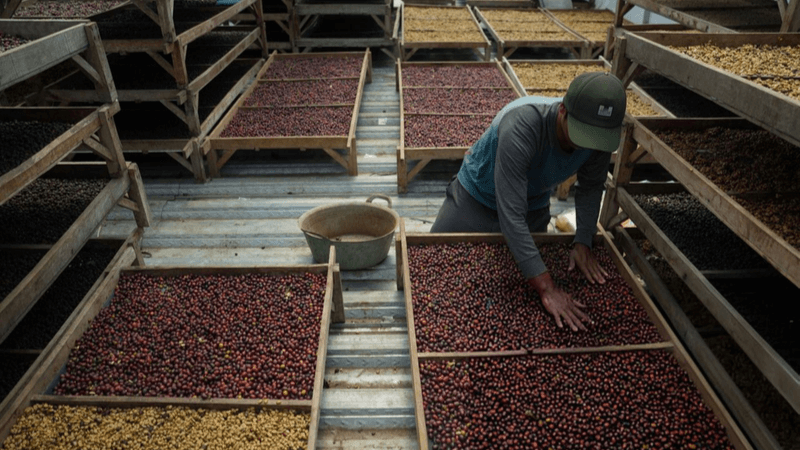 Indonesia Sets Sights on World’s No. 2 Coffee Producer Spot with Major Overhaul