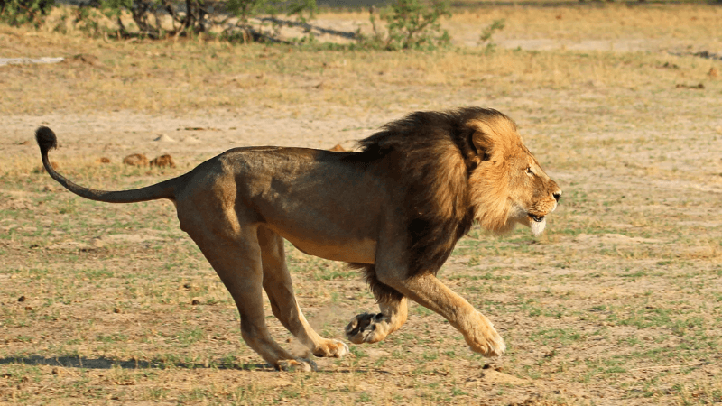 Lion Names Stir Religious Controversy in India