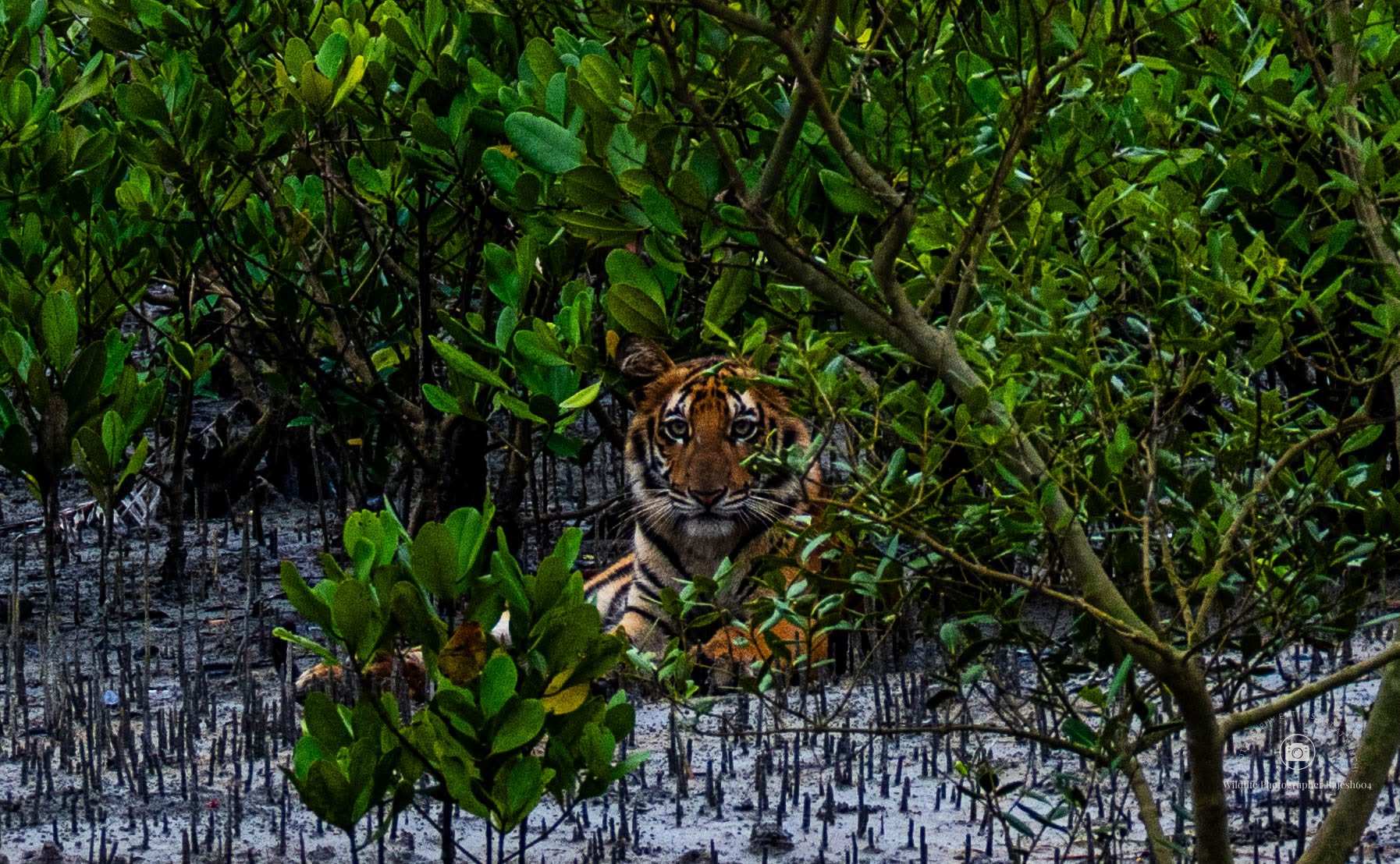 Mangrove Monarch Under Pressure: World Tiger Day Highlights Sundarbans’ Fight for Survival