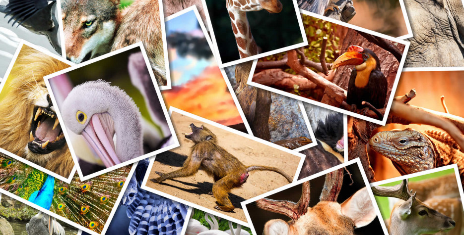 World Animal Day 2026: Seeing the World Through Their Eyes