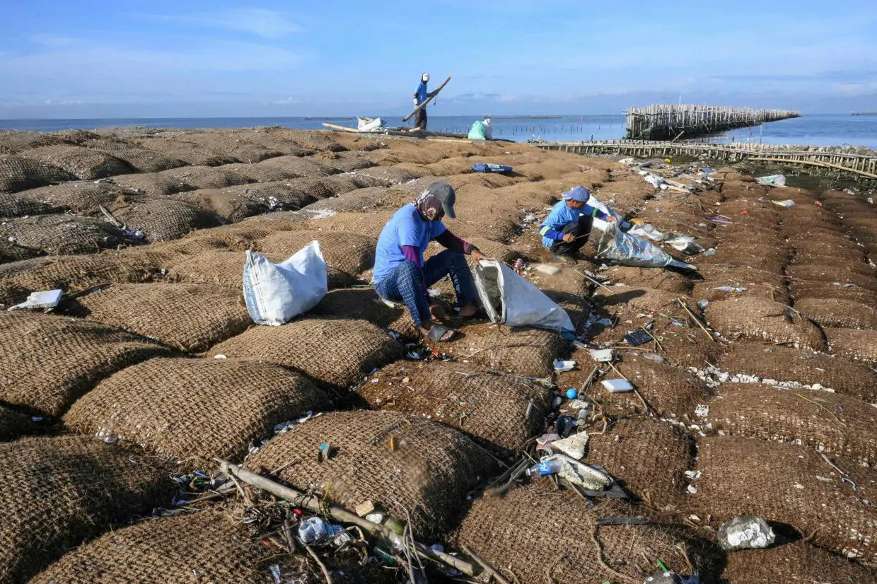 Philippine island fights rising seas with nature, not concrete :AFP