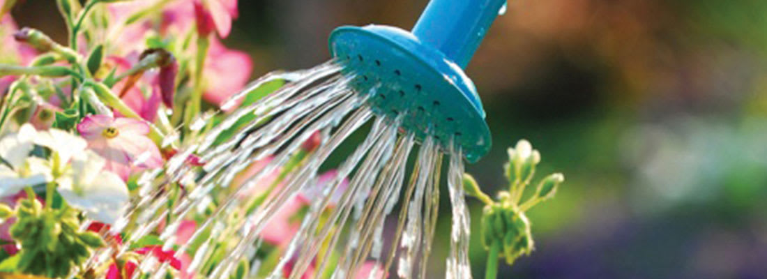 Trees are in need of watering as much as any part of a landscape