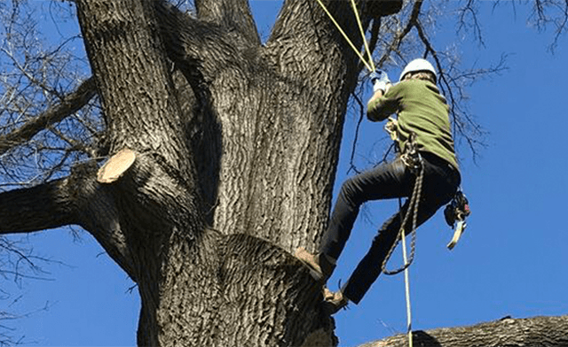 Arborists, Tree Trimmers, and Climbers - Metropolitan Forestry