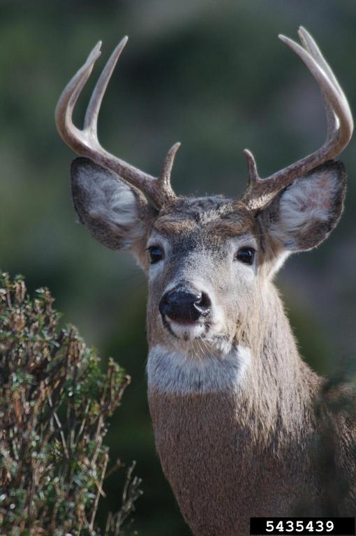 Tree Damage From Antler Rubbing, Protect Your Yard