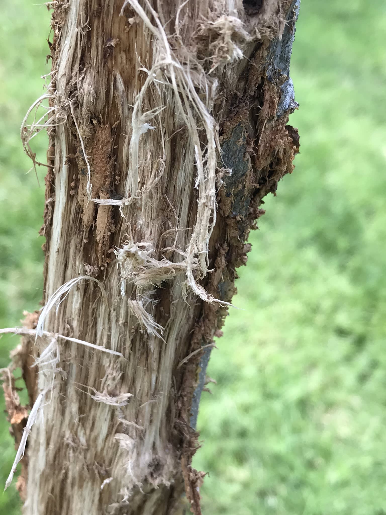 Deer Damage Metropolitan Forestry Services, Inc.