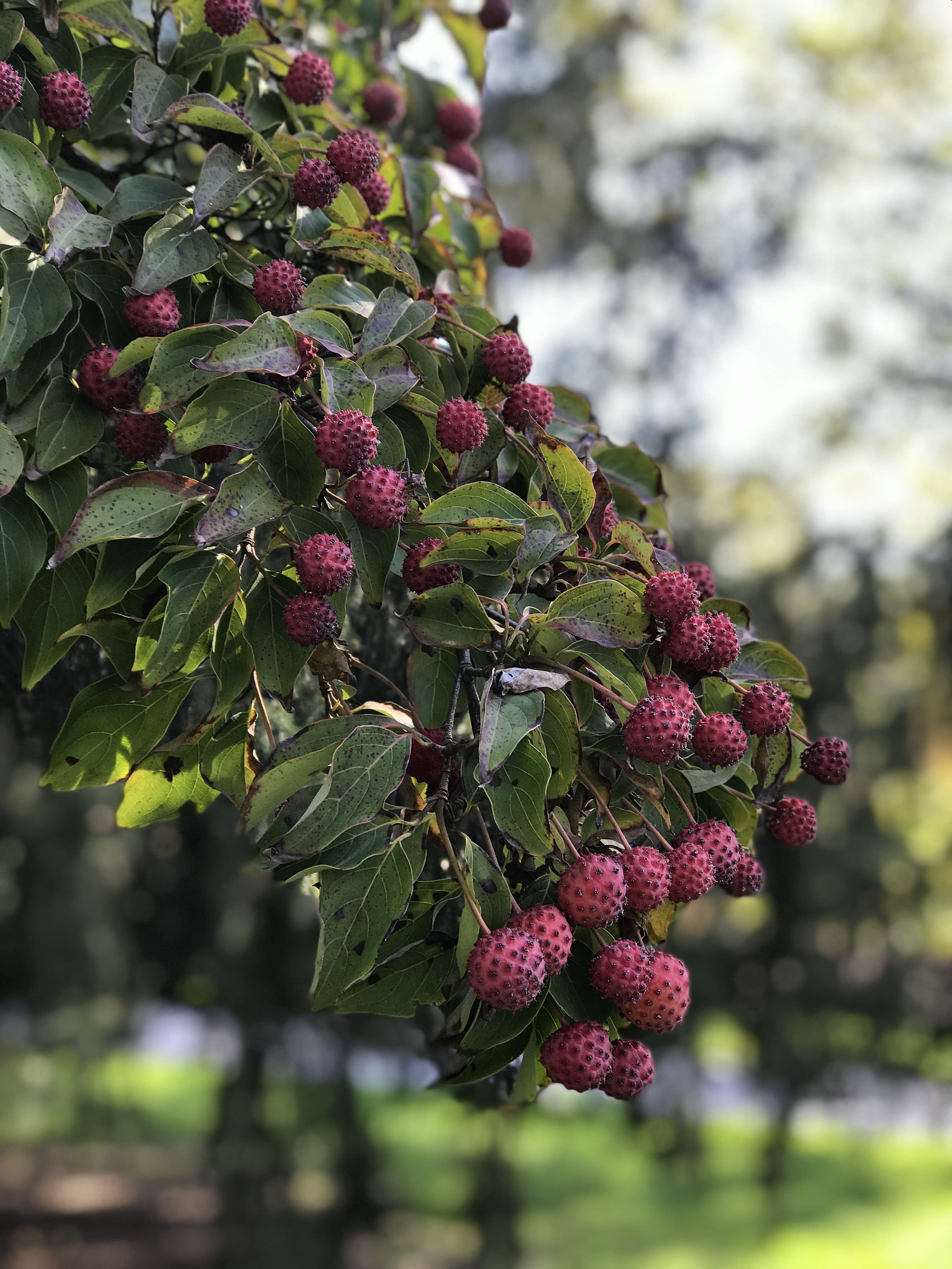 Kousa Dogwood bearing fruit