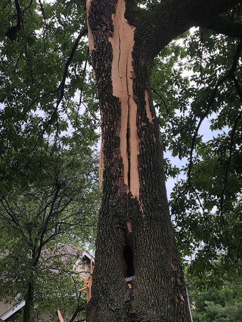 Shocking Lightning Strikes Your Trees Metropolitan Forestry Services 