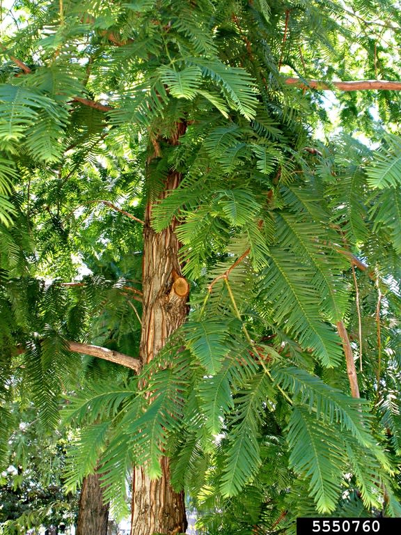 metasequoia glyptostroboides metasequoia glyptostroboides