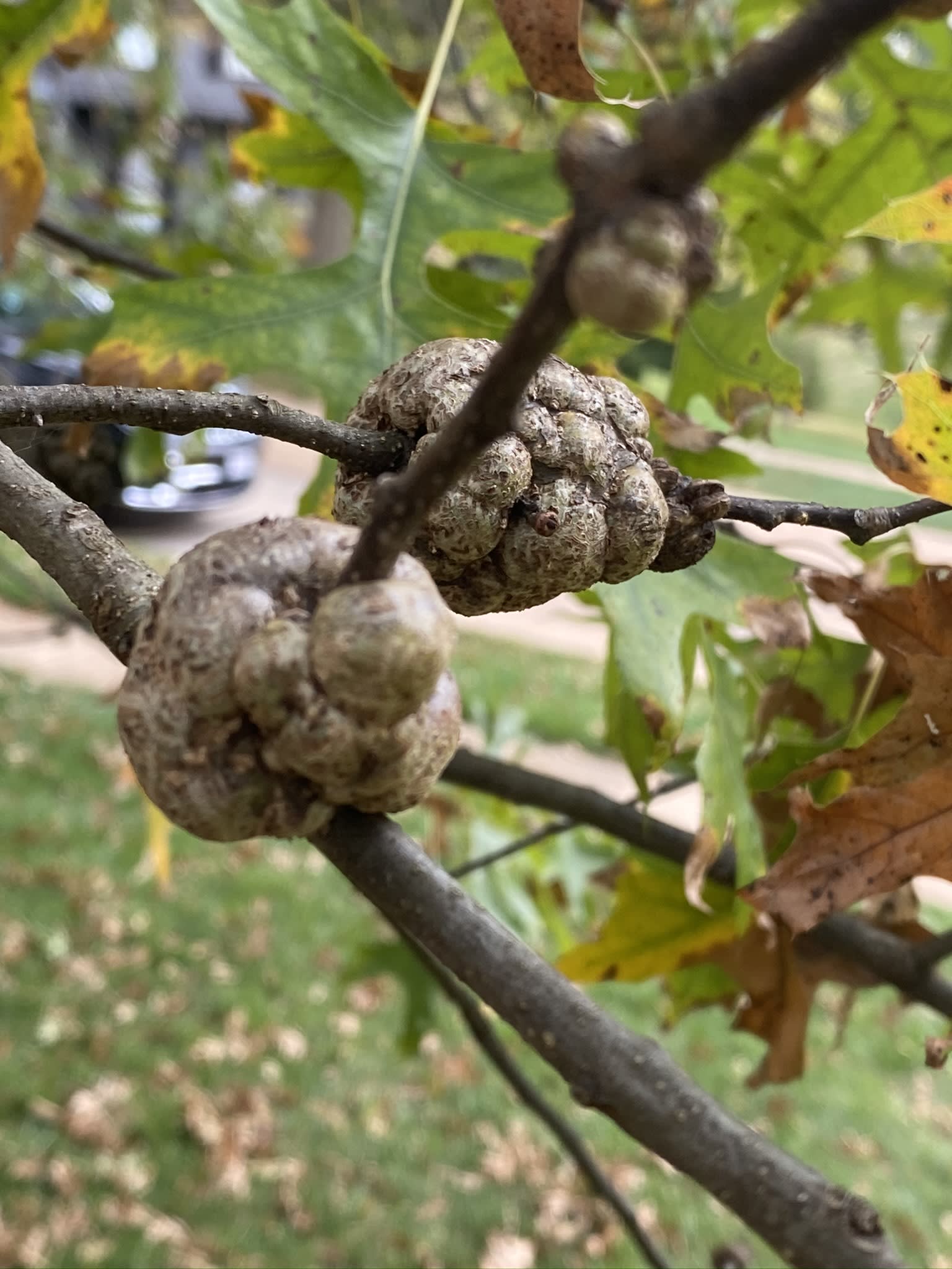 Gouty and Horned Oak Gall Metropolitan Forestry Services, Inc.